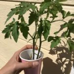 How to Start a Garden (for beginners!)