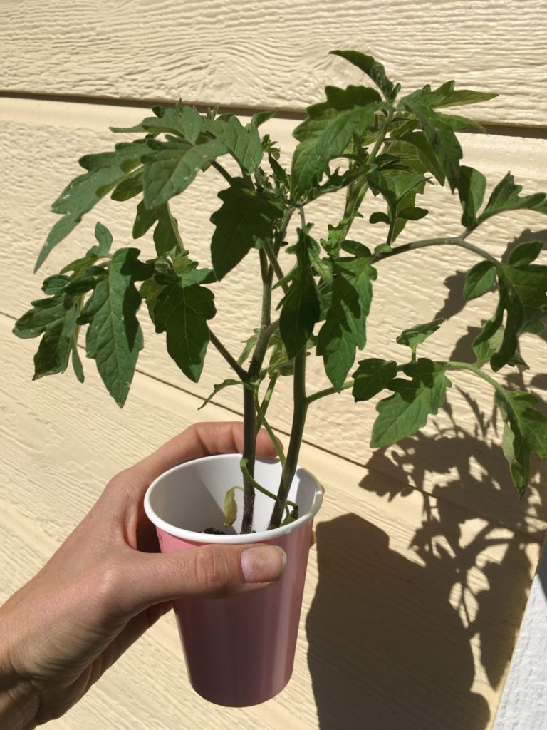 small tomato plant