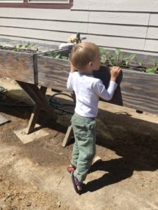 Looking into the raised planter bed