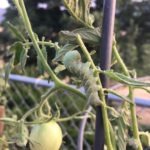 Organic Bug Control (That Really Works)