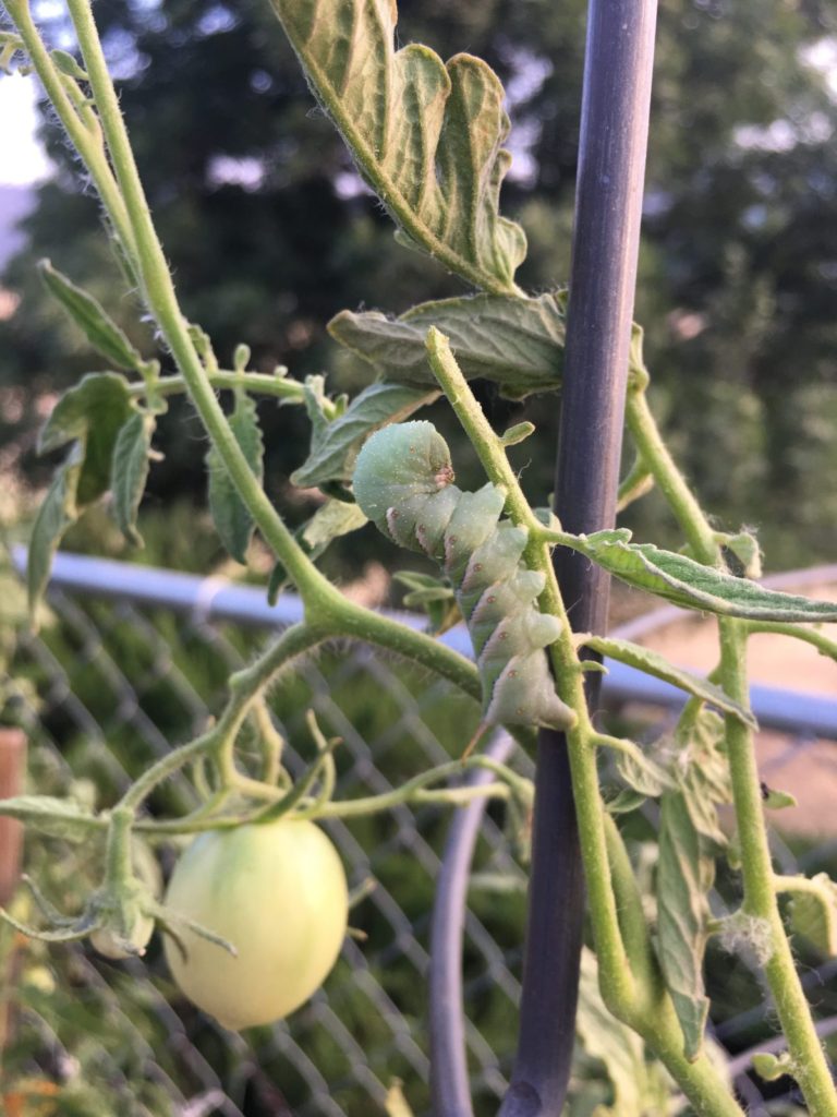 Natural Garden Pest Control