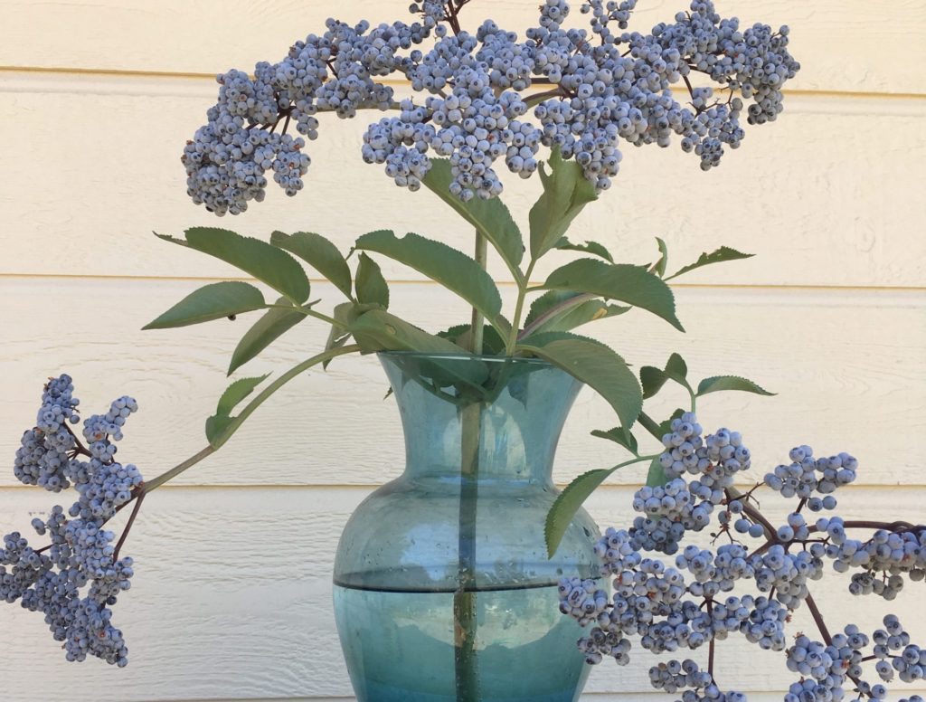 Wild Elderberries - The Very Easy Veggie Garden