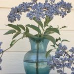 How to Use Wild Elderberries