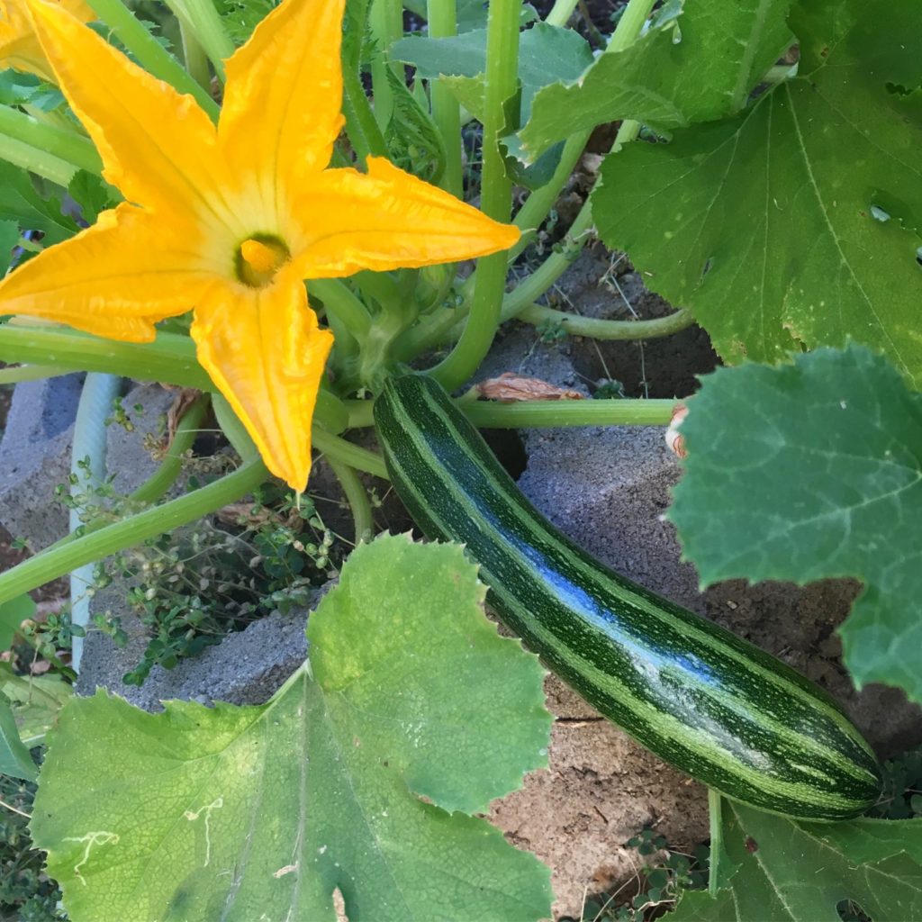 cocozelle di napoli - The Very Easy Veggie Garden