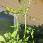 5 Causes of Veggie Plants Not Producing Fruit