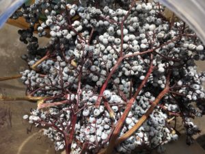 Destemming Wild Elderberries - The Very Easy Veggie Garden