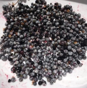 Wild Elderberries without stems - The Very Easy Veggie Garden