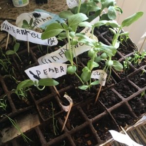 starting garden seeds with kids