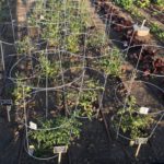 Planning Your Garden Layout