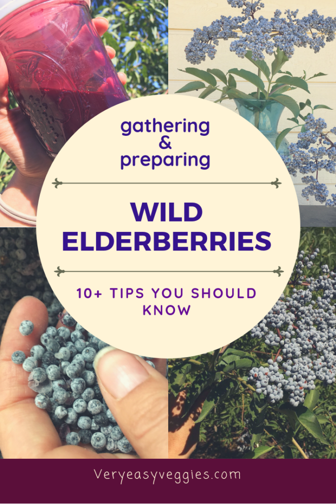 If you're planning to make elderberry syrup this fall as a natural immune system booster, why not try finding wild elderberries? Find out what you need to know about picking and preparing elderberries--parts of the plant can be poisonous, so don't eat them raw!