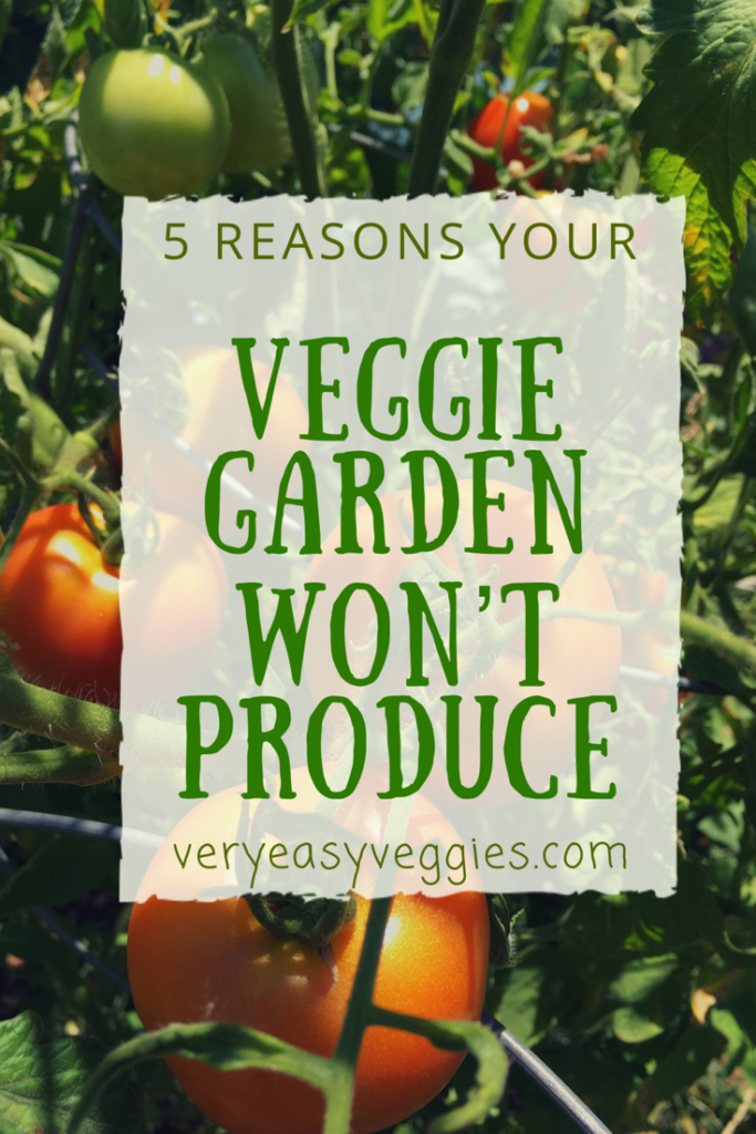 Find out five common problems for beginner gardeners that end up with little or no veggies.  Troubleshooting vegetable gardening for beginners!