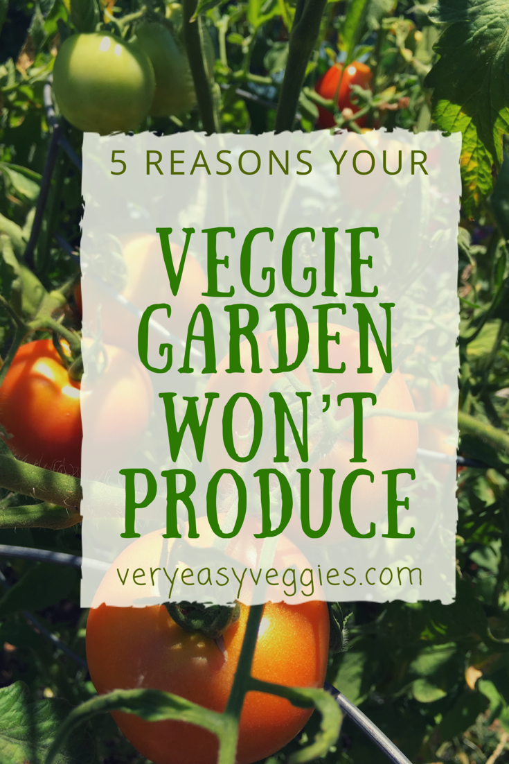 5 Causes of Veggie Plants Not Producing Fruit ⋆ The Very Easy Veggie Garden