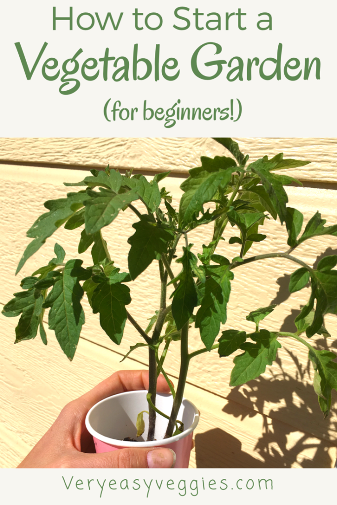 Learn how to start a garden and grow your own veggies! Find out all you need to know about vegetable gardening for beginners! If you're a beginner gardener, this page is just for you. 