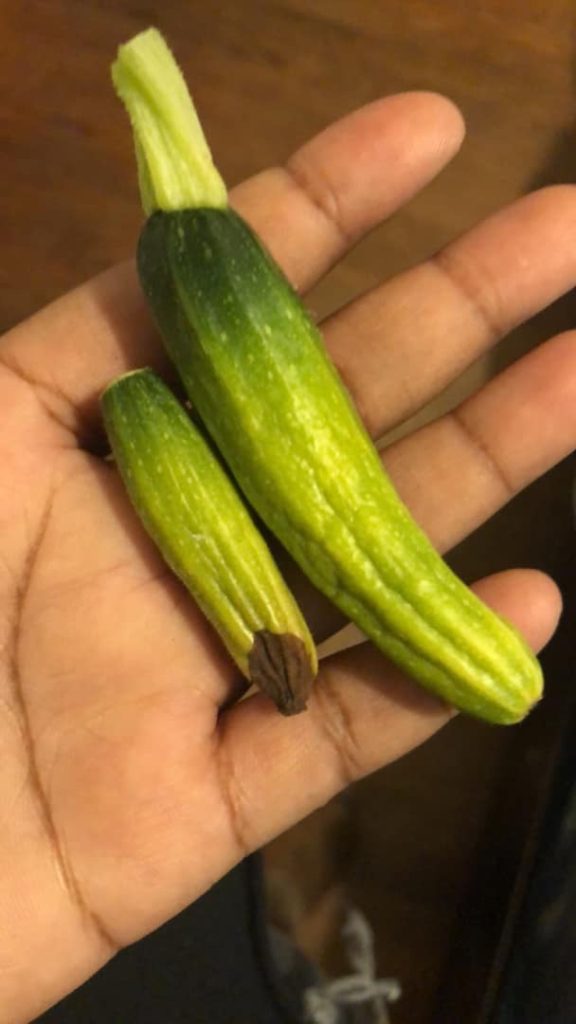 shriveled squash